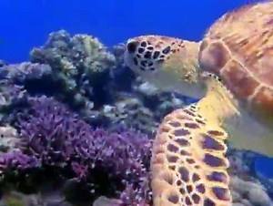 Baby Einstein 12BE BABY NOAH