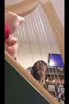 Practicing on my Cardboard Harp (Homeward Bound)