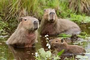 Capivara: características, habitat, reprodução - Brasil Escola