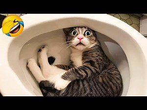 Funny cats and dogs will make you die laughing 😂