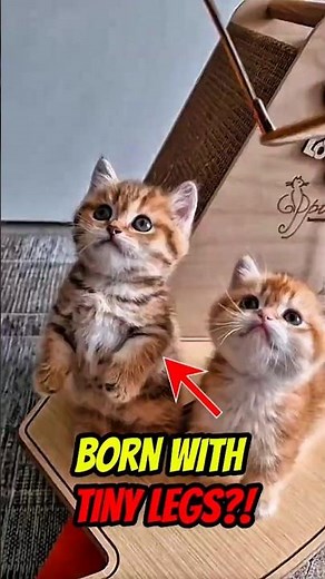 Munchkin Cat Facts You Won’t Believe! 😲🐾