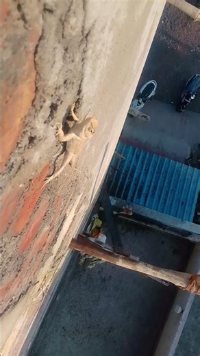 #funny girgit video comedy