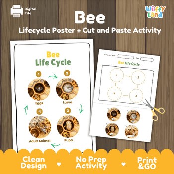 Bee Life Cycle Activity | Honey Bee Metamorphosis Science Cut and Paste