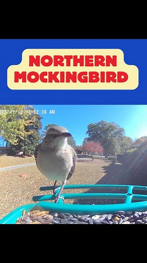 1K views · 48 reactions | The Northern Mockingbird seems to enjoy the mealworms. @tittobird @kingsyard_official #birds #birdwatching #nature #backyardbirds #birding #birdsofinstagram #outdoors #chattanoogabirds | Chattanooga Birds | Facebook