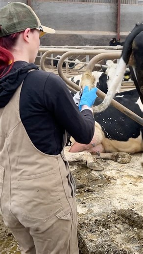 ✂️ Cow Grooming 101: Why Tail Trimming Matters 🐄