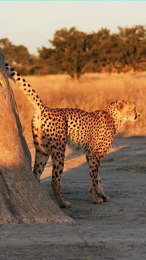 10K views · 2.9K reactions | This is Botswana at its best! Gorgeous male cheetah marking his territory. Repost @sundestinations #sundestinations #campsavuti #momentslikethese #cheetah #travelgram #earthfocus #botswana | Ranthambore National Park | Facebook