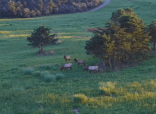 Virginia Elk Cam returns for its eighth season