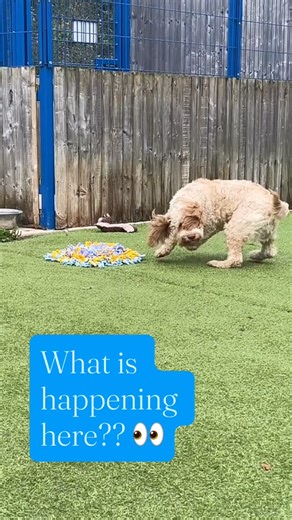 Sezan Öz🔸Öz Dogs on Instagram: "Spinning or tail chasing behaviour can have many causes. This type of behaviour needs addressing as a matter of urgency! They can quickly spiral (excuse the pun) into something out of control. Our first rule out is always medical trigger, with issues including anal glands being the top of our list to check. But there could be a behavioural cause, like in Noddy’s case. Can you guess from the video what that could be? If you thought it’s something to do with the sn