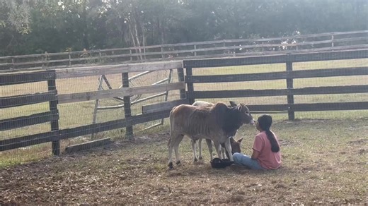 Cow kisses! When an animal can share with you joy and love, the imprint will last forever. | Flying Changes Farms: Miniature Zebu Cattle in Edgewater Florida