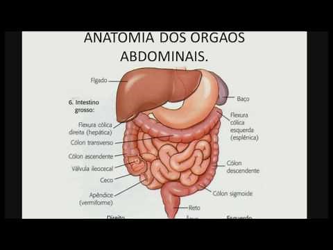 Anatomia dos orgãos abdominais