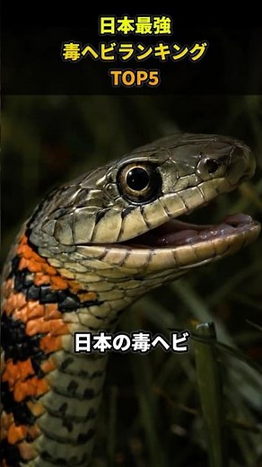 The Top 5 Most Venomous Snakes in Japan #Shorts