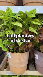 14K views | These new fall planters art Costco are soo beautiful!! Don’t skip over the plants section at Costco right now!! So many great plants and fall finds like mums and marigolds  send this to someone that would love this and follow for more new Costco finds #costco #costconew #costcofinds #costconewdeals #plants #fall | Costconewdeals | Facebook
