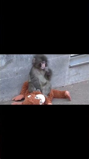 Fluffy Bear for Kids Special Price! 👶🐻