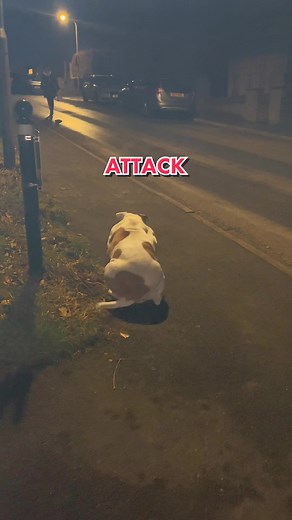 People actually love to be attacked by my Bulldog 🐶🇺🇸🇬🇧🤣🤣 #attack #dog #americanbulldog #bullybreed #dogsoftiktok #elsalioncub #funnydog #doglife #uk #fyp #foryou