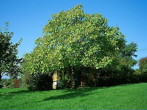Cultiver le catalpa : guide complet pour un arbre d'ombrage