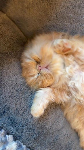 33 reactions · 3 comments | Hahahhaha so chill | Petticoat Persians | Facebook