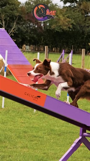 123 reactions | From puppies to adults to theory to practical! Q-Me covers everything and is so easy to use. It comes with a friendly community learning the best agility around 李 | Q-Me Agility Training | Facebook