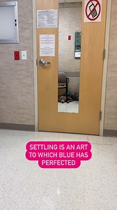 Settling is an art. Every service dog handler speaks with pride when their service dog isn’t seen or heard by others. This includes restaurants, airplanes, doctors’ offices, and other places in public. They all have different sounds and smells, they all take getting used to. It takes repetition and time to achieve complete calm in dogs in all these different environments. It can take years to reach this level, though many reach it sooner. . I’m 6 years old. I’m in my prime in dog years. It’s 9:3