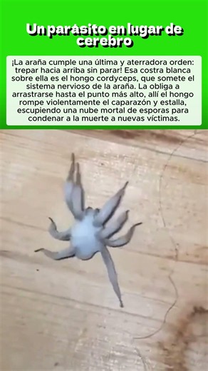 Un parásito en lugar de cerebro