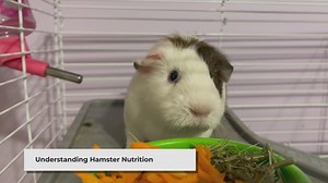 Can Hamsters Eat Apples? Safe Feeding Tips for Your Pet