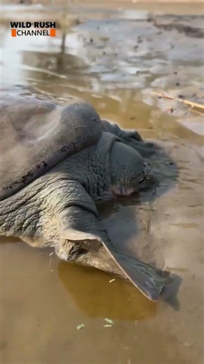 Indian Soft Shell Turtle Rescue #wildanimals #wildlife #wildliferescue #snake #turtle #subscribe