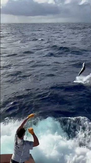 Chris Plaford - Amazing blue marlin fishing in Punta Cana