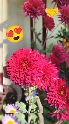 🪷📸 #red #bloom #morningvibes #mygarden #beautifulnature #trending #flowers #viral #tips #shorts #wow