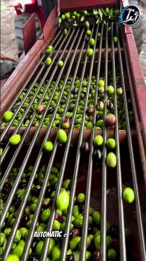 Olive Sorting Machine Works Perfectly 🫒⚙️#OliveHarvest #FoodProcessing #Machinery