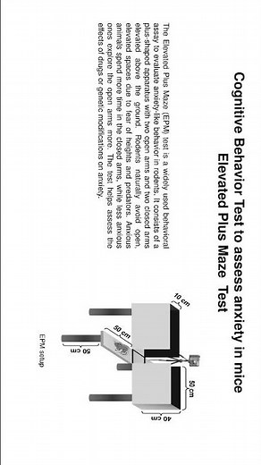 Elevated plus maze test to assess anxiety #mice #aiimsonians #anxiety #indian #neuroscience