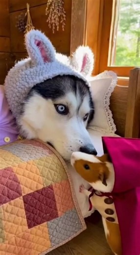 Little Red Riding Hood came to see Grandma #guineapig #cinematic #funnypets #fyp #funnyanimals