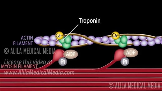 Muscle Contraction - Cross Bridge Cycle, Animation