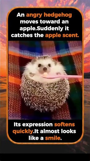 The Moment An Angry Hedgehog Smells An Apple