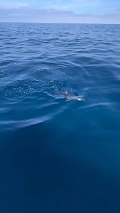 36K views · 188 reactions | First time catching a Shortfin Mako! Watching the homie net a shark for the first time had me dying  | Out Here Fishing | Facebook