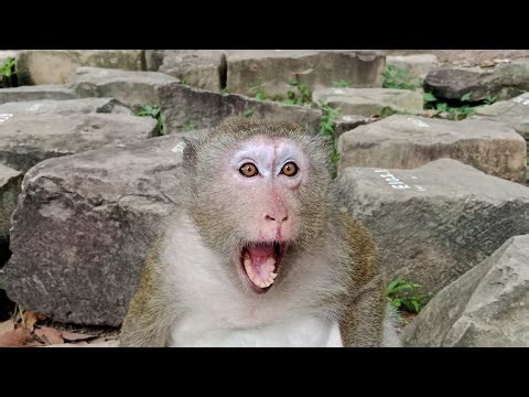 Monkey Mom & Baby Live | Cute Moments All Day live!