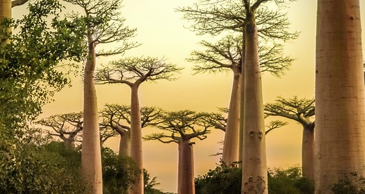 Custom Private Madagascar Tour | Momentous Travel