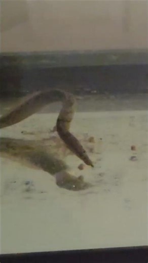 How does this Eel get its muscles!