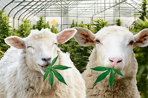 Sheep binge on 600 pounds of pot: ‘They found green stuff to eat’