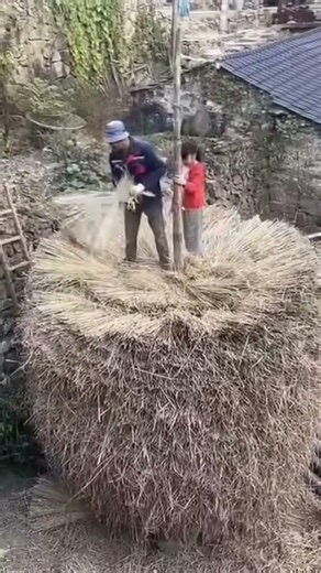 Stacking dry straw efficiently for transport and sale #shorts