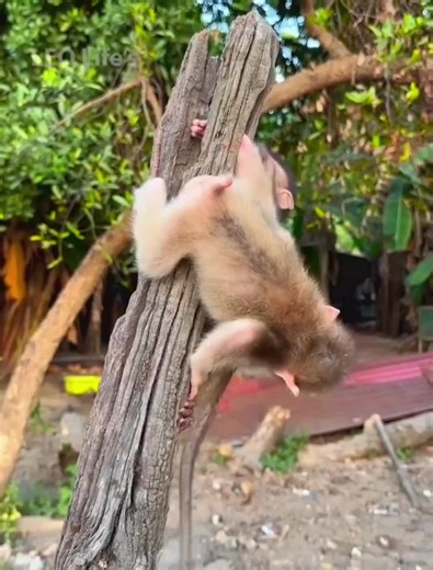 ‏#monkeylovers #foruyou #vairal #foryoupage #tiktok