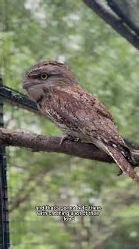 Tawny Frogmouth Fun Facts