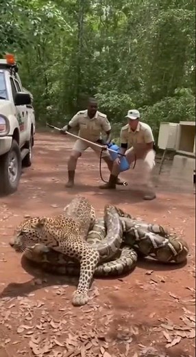 Leopard vs Python Intense Jungle Battle Brave Rescue Team Saves Leopard Real Wildlife Encounter 2