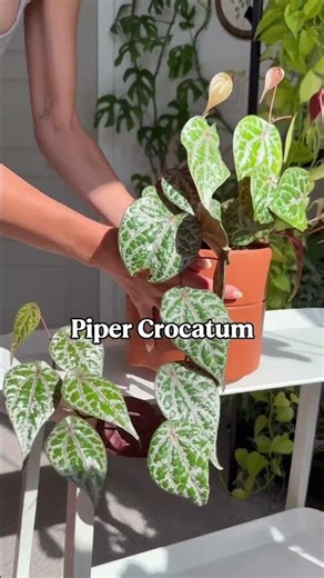 Self watering pots are my secret for an easy plant care routine! Do you use them? 🌿