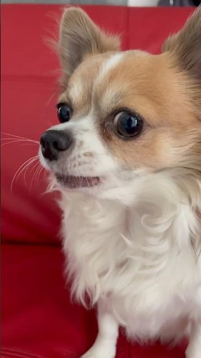 Štěkot psa, jak štěká pes, roztomilý pejsek #shorts