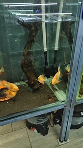 1K views · 74 reactions | Cichlid - Albino Heckeli (Acarichthys) [İplik Yüzgeçli Cichlid] | Hobihanem | Facebook