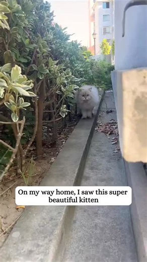 kitty_ kisses on Instagram: "I found her on my way home — a tiny, beautiful bundle of fur tucked beneath a stoop, eyes wide and coat matted with the dust of somewhere she’d been left behind. I called, and she froze; it took what felt like forever for her to edge closer, every step a careful negotiation between fear and hope. I don’t know why anyone would leave a soft soul like hers on the street, but I couldn’t walk away. I carried her home, wrapped in my scarf, and for the first time she let ou