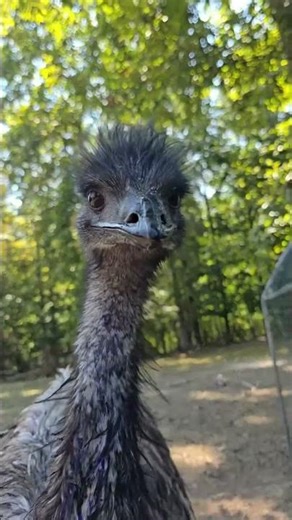 Funny emu #emu #emus #funny #funnyvideos #foryou #funnyanimals #tiktok