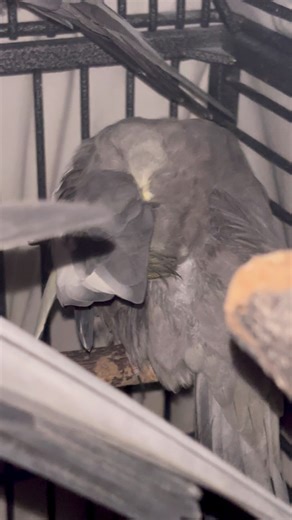 I interrupted his preening  | Everyday Pet Care | Facebook