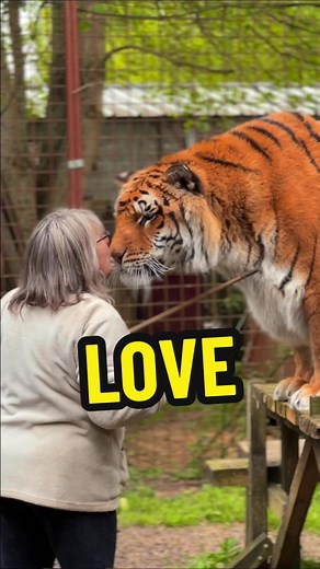 Tiger and Woman Heartwarming Bond 🐯❤️