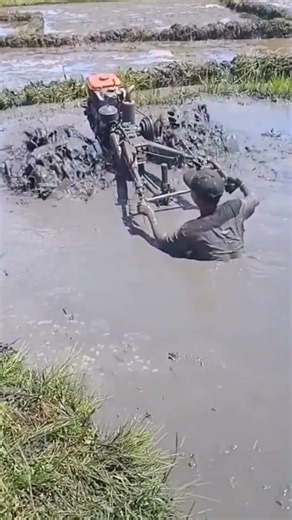 Swamp rice farming techniques #farming #shorts