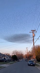 53K views · 197 reactions | Murmuration of birds causes transformer to blow! | Evan Era | Facebook